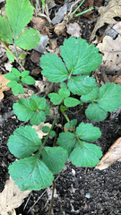 Geum urbanum, photograph author not stated, no rights reserved