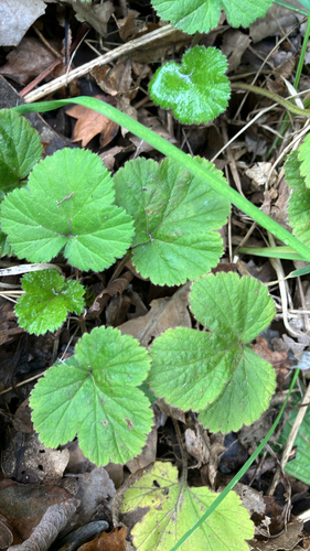Geum urbanum, photograph 5