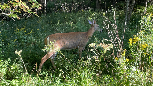 White-tailed Deer