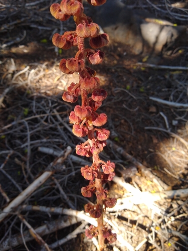Pterospora andromedea, photograph 3