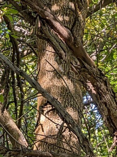 Black-capped Chickadee