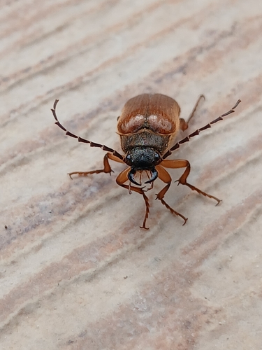 Cebrio gigas