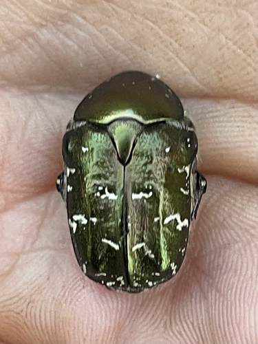 Northern Rose Chafer