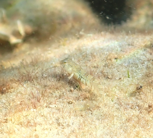 Dalmatian Blenny