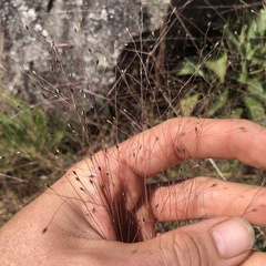 Digitaria cognata (Digitaria cognata)