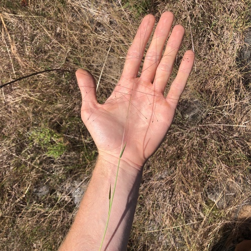 Digitaria cognata, photograph 5