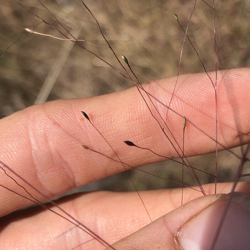 Digitaria cognata, photograph 6