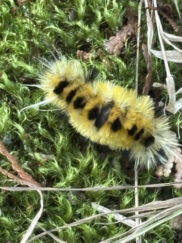 Spotted Tussock Moth