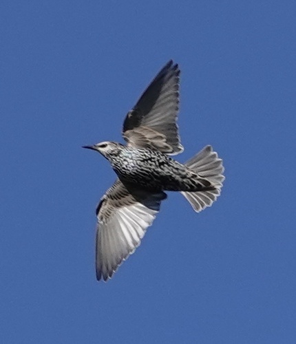 European Starling