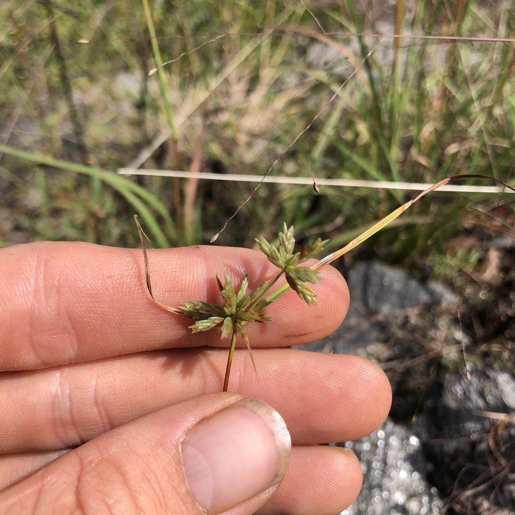 Cyperus lupulinus; photograph (c) Andrew Conboy, some rights reserved (CC BY)