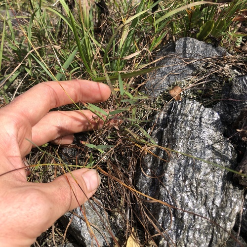 Cyperus lupulinus, photograph 2