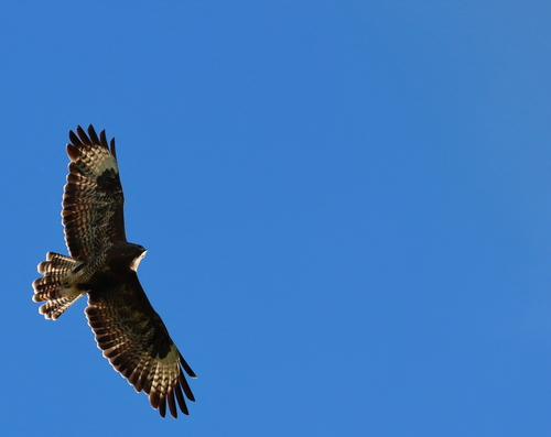 Common Buzzard