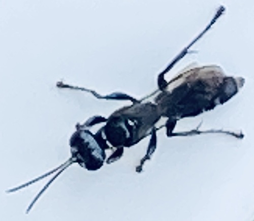 Lyroda subita observed 2026-09-25