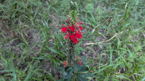 cardinal flower