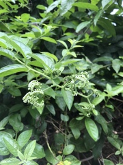 Heliotropium sarmentosum