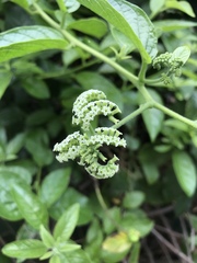 Heliotropium sarmentosum