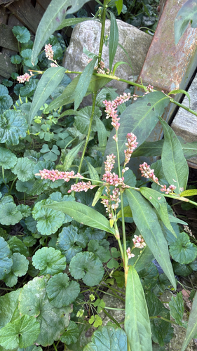spotted lady's thumb