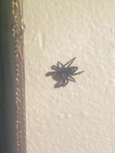 Bold Jumping Spider