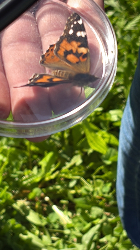 Painted Lady