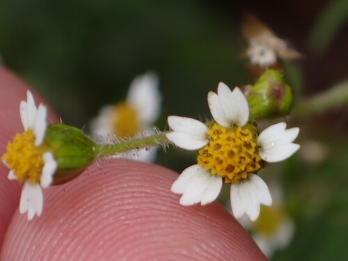 Galinsoga quadriradiata, photograph 1