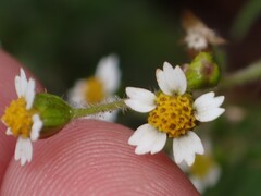 Galinsoga quadriradiata, photograph (c) Hayley Fulker, some rights reserved (CC BY)