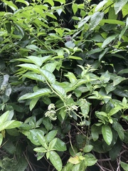 Heliotropium sarmentosum