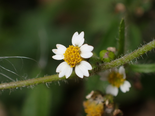 Galinsoga quadriradiata, photograph 4