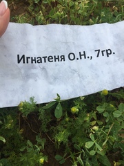 Matricaria discoidea