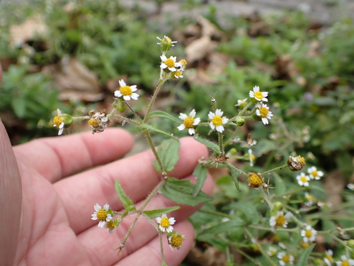Galinsoga quadriradiata, photograph 2