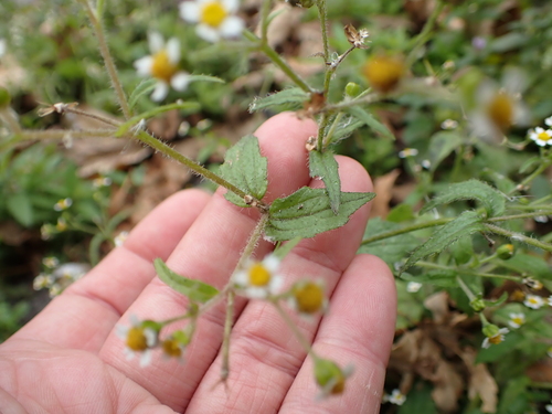 Galinsoga quadriradiata, photograph 3