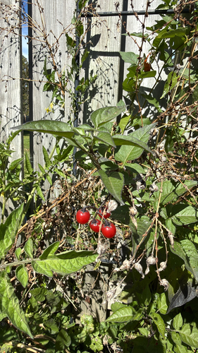 bittersweet nightshade