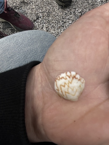 Pacific Littleneck Clam