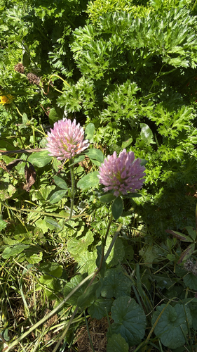 Red Clover