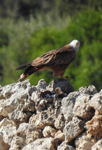 Red Kite
