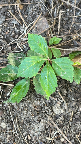 Virginia creeper