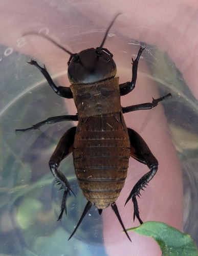 European Field Cricket