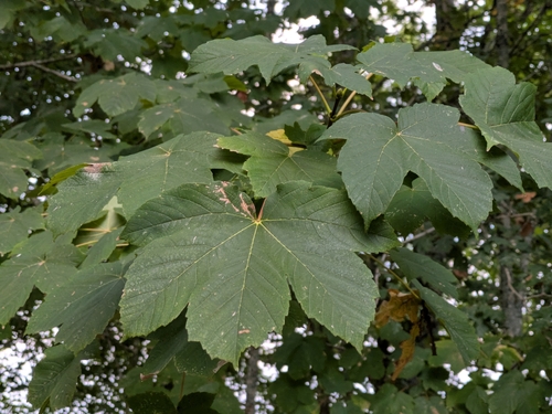sycamore maple
