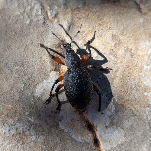 Otiorhynchus cardiniger