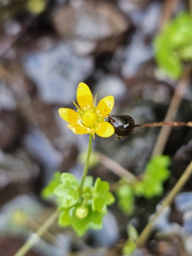 Saxifraga cymbalaria