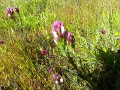 Castilleja densiflora densiflora