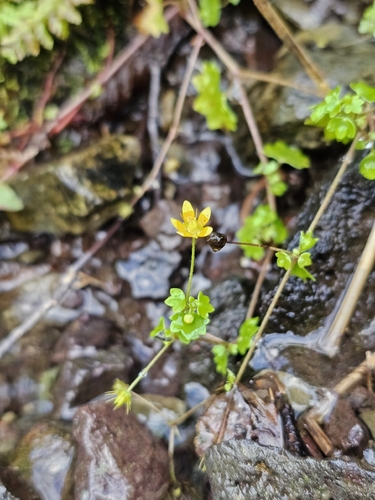 Saxifraga cymbalaria, photograph 2