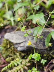 Saxifraga cymbalaria, photograph (c) Анна, some rights reserved (CC BY)