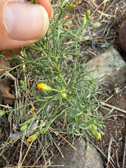 Schkuhria pinnata, photograph (c) Rebecca Ryen-Stols, some rights reserved (CC BY-SA)