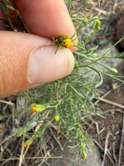 Schkuhria pinnata, photograph (c) Rebecca Ryen-Stols, some rights reserved (CC BY-SA)