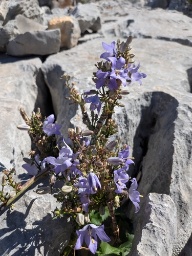 Chimney Bellflower