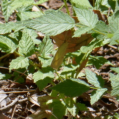Abaeis mexicana