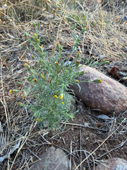 Schkuhria pinnata, photograph (c) Rebecca Ryen-Stols, some rights reserved (CC BY-SA)
