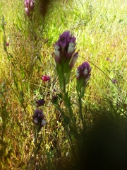 Castilleja densiflora densiflora