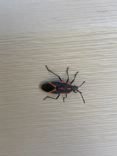 Eastern Boxelder Bug