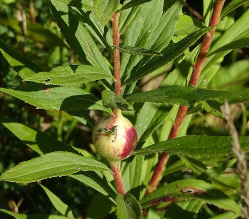Goldenrod Gall Fly